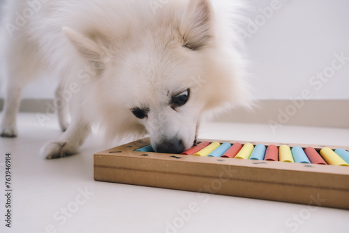 Smart dog is looking for delicious dried treats in intellectual game and eating them, close up. Intellectual game for dogs. and training of nose work with pet. brain game training for dogs