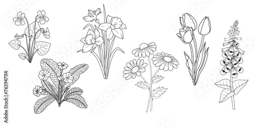 Set of hand drawn flowers, vintage style black and white sketch. Violet, daffodils, tulips, primrose, foxglove, daisy photo