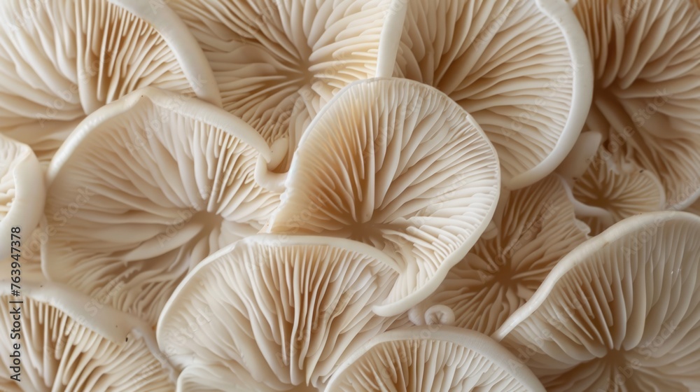 Oyster Mushrooms Cluster Detail Oyster Mushrooms Cluster Detail