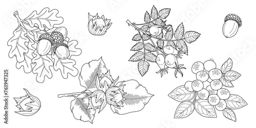 Set of branches with leaves. Oak, hazelnut, blueberry, dog rose. 
