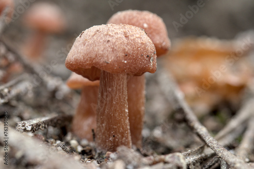 Cogumelos no Parque Nacional Peneda-Gerês photo