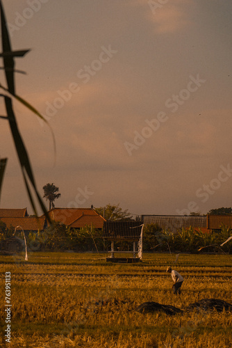 Ricefield in Bali photo