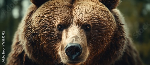 A closeup shot of a carnivorous terrestrial animal, the brown bear, looking directly at the camera with its furry snout, showcasing the wildlife beauty in art form