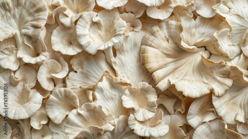 Oyster mushroom texture for background and design.