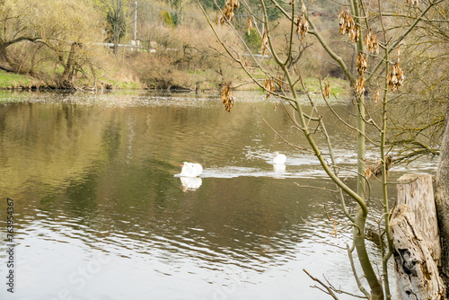 A pair of white swans swimming on the river Berunka in early spring Czech photo