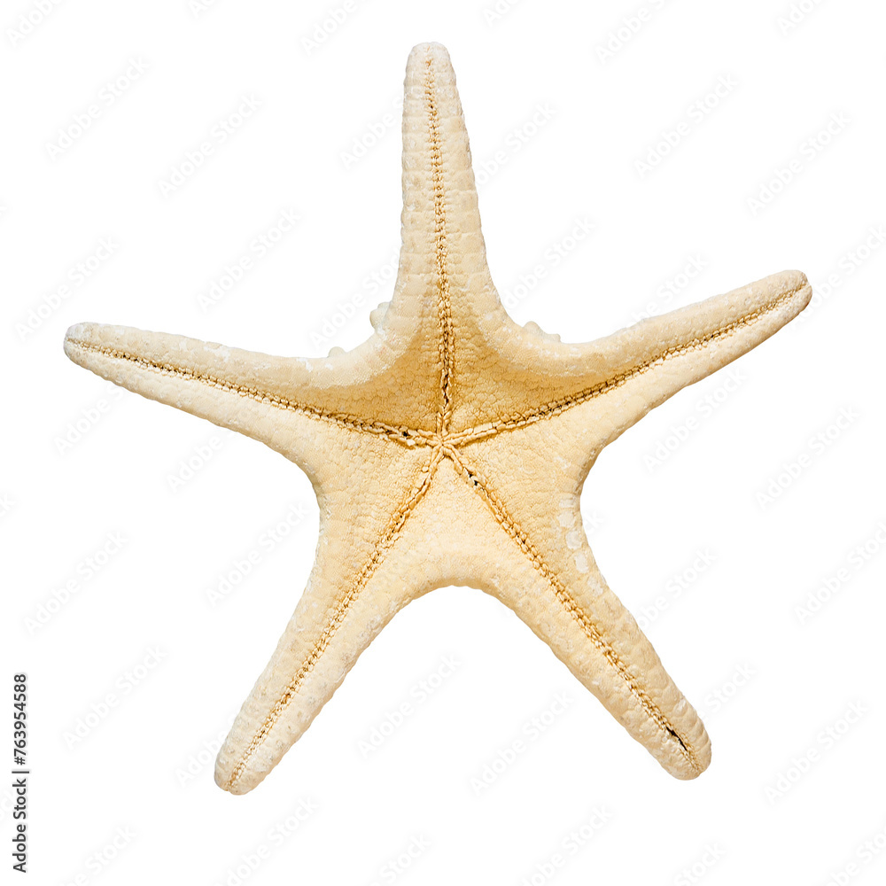 Starfish isolated on transparent background. Png. Marine life and sea creatures concept Starfish isolated on transparent background. Png. Marine life and sea creatures concept