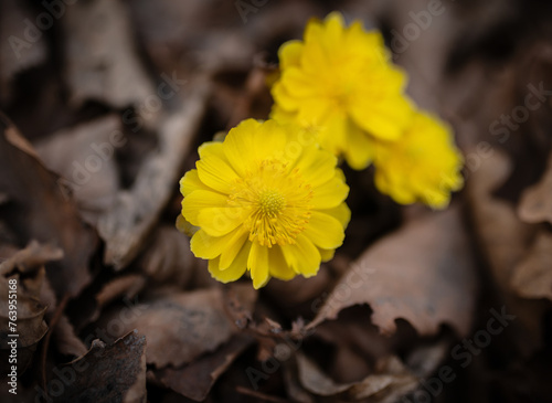 Close up view of the first spring flowers among withered leaves. Selective focus with shallow depth of field.