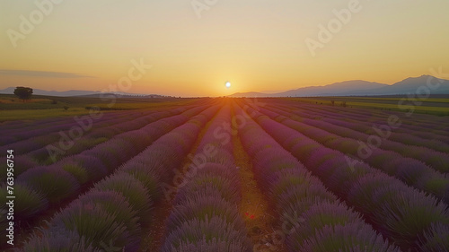 Sun setting over lavender field