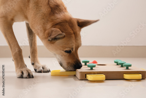 Smart dog is looking for delicious dried treats in intellectual game and eating them, close up. Intellectual game for dogs. and training of nose work with pet. brain game training for dogs