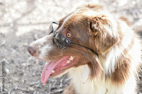 Cane con occhiali da sole