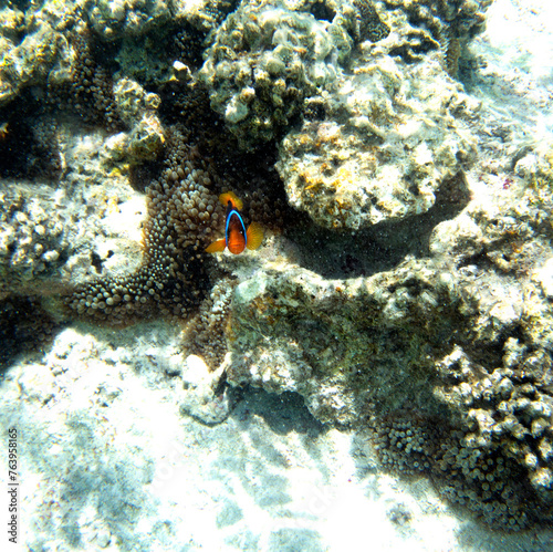 A photo of coral reef