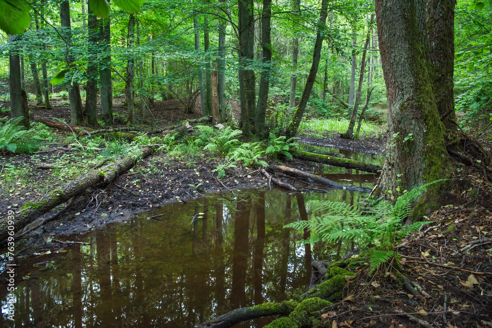 stream in the forest stream in the forest