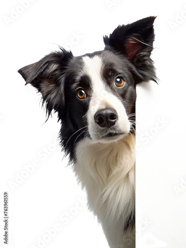 Border collie dog peeking around corner overlapping placeholder area