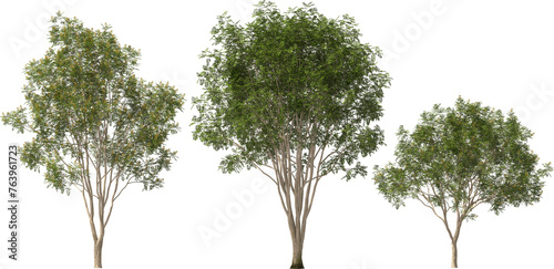 trees libidibia ferrea hq arch viz cutout plants 