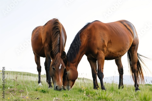 two horses grazing together with intermingled tails  clear sky above