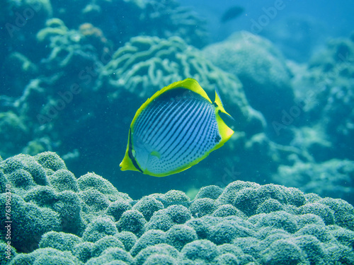 Butterfly fish on the background of a coral reef. A butterfly fish swims in the water column among corals in a tropical sea.