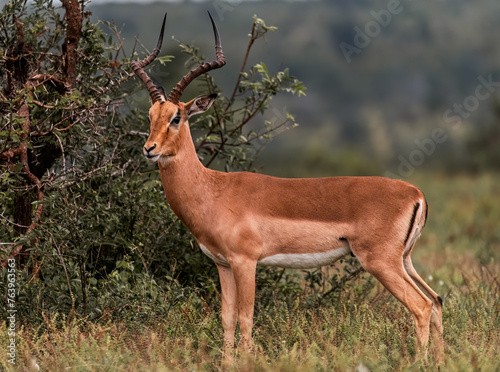 Fototapeta Naklejka Na Ścianę i Meble -  Kruger Impala 3