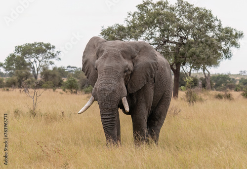 Elephant in the Kruger National Park  South Africa