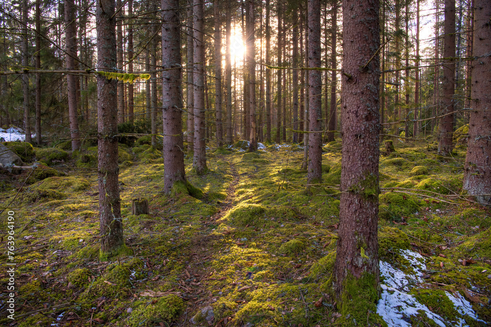 Obraz premium trees in the forest