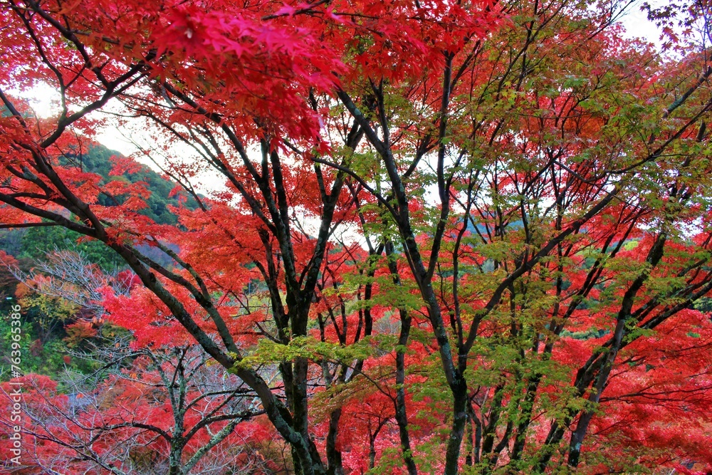 Red leaf season at Kiyomizu Temple, Osaka, Japan Red leaf season at Kiyomizu Temple, Osaka, Japan
