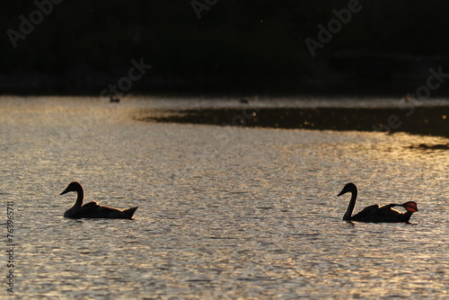 Cygnus, a couple of swan floats the pond in the evening sun