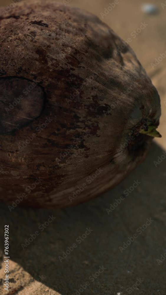 brown coconut on the beach sand brown coconut on the beach sand
