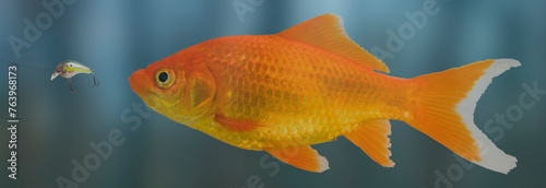 Bright colored goldfish chasing after a lure
