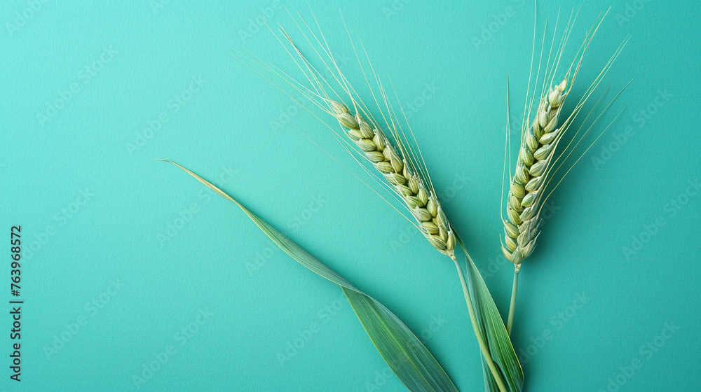 Celiac disease awareness month wheat spikelet on green background, banner, card, poster, template. Vector illustration. Celiac disease awareness month wheat spikelet on green background, banner, card, poster, template. Vector illustration.