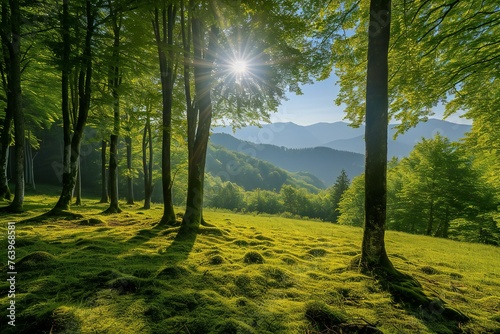 Sunny morning in the green forest, Carpathians, Ukraine, Europe