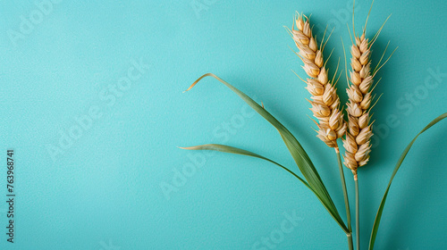  Celiac disease awareness month wheat spikelet on green background, banner, card, poster, template. Vector illustration.