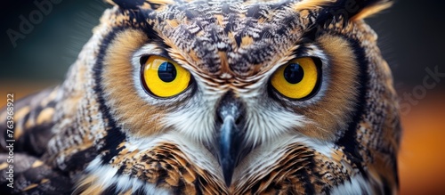 A closeup of an Eastern Screech owl, a bird of prey in the Falconiformes order, with striking yellow eyes staring into the camera, showcasing its terrestrial adaptation and powerful beak