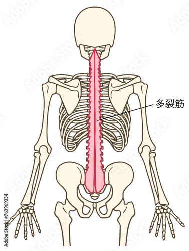多裂筋の説明図