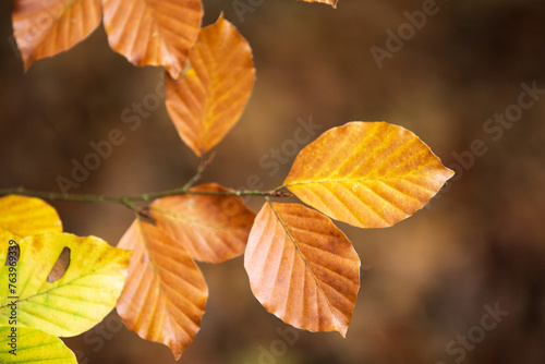 Closeup of yellow leaves on a branch