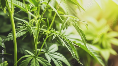 A cannabis plant basks in natural sunlight  highlighting the contours of its distinctive leaves and the industry s growth.