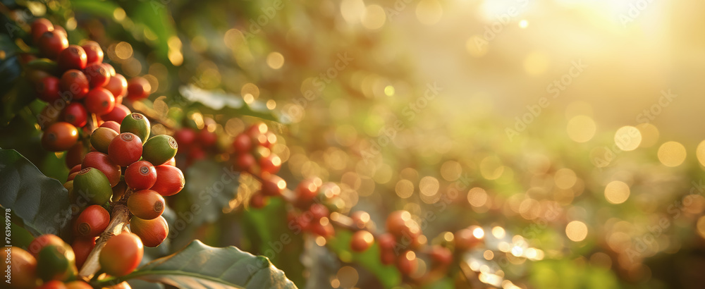 Bright morning sun shines over coffee plantation or farm. Red and green raw berries on small shrubs in foreground. Generative AI Bright morning sun shines over coffee plantation or farm. Red and green raw berries on small shrubs in foreground. Generative AI