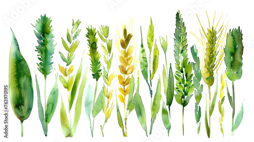  Celiac disease awareness month , set of wheat spikelets in green color on white background, banner, card, poster, template. Vector illustration. photo