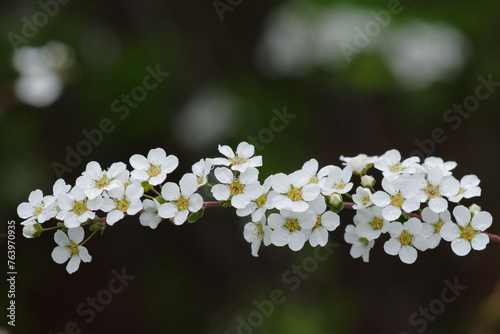 東京ミッドタウンのユキヤナギが最盛期