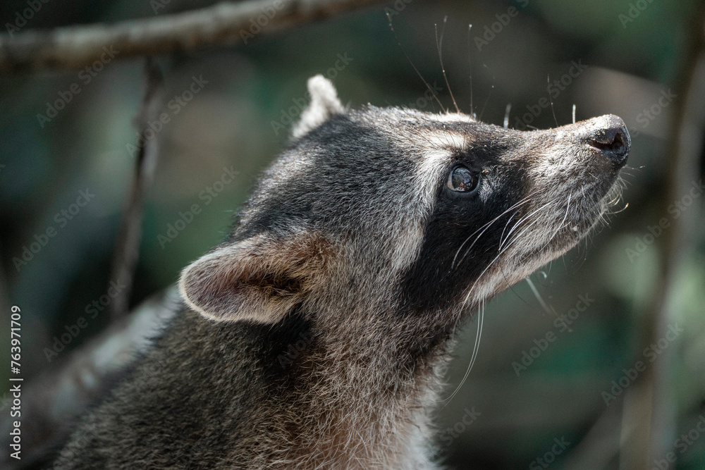 Obraz premium raccoon very cute animal in Cahuita national park Costa Rica travel wildlife