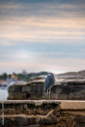 Bird perched on an ancient wall, depth of field, Scenic view along the Matanzas River, St. Augustine Florida, by the Castillo de San Marcos