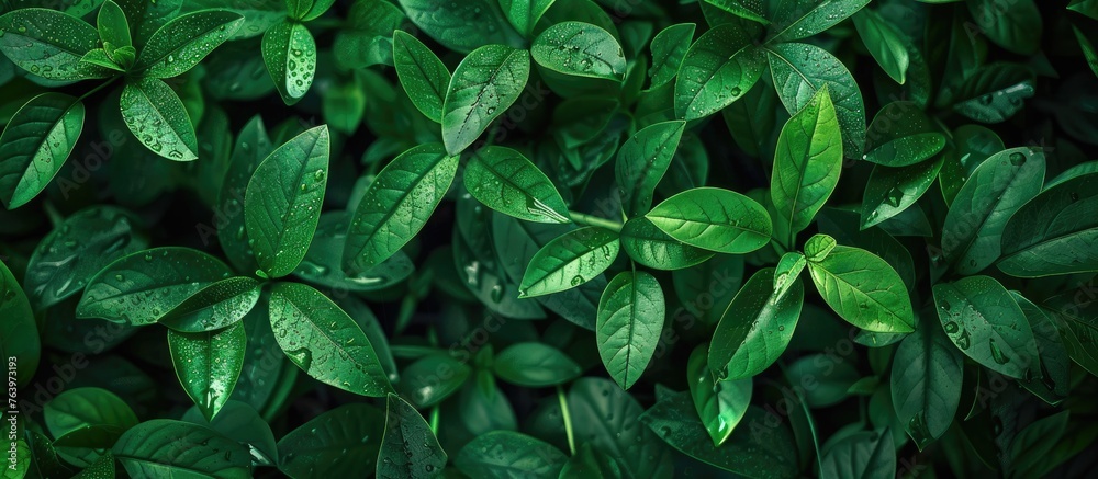 A close up of vibrant green leaves from a terrestrial plant against a dark background. The groundcover brings life to the soil, showcasing the beauty of nature in this event of plant growth A close up of vibrant green leaves from a terrestrial plant against a dark background. The groundcover brings life to the soil, showcasing the beauty of nature in this event of plant growth