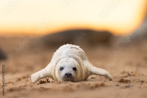 Young Grey Seal pup on the beach in Norfolk, UK.