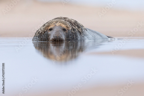 Grey Seal on the beach in Norfolk, UK. © Wirestock