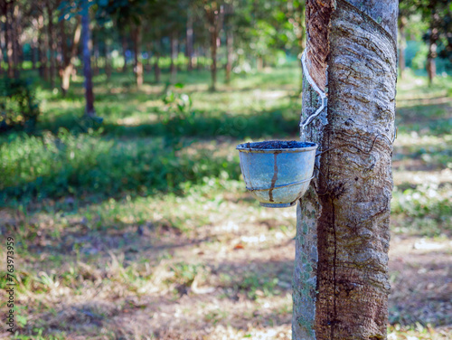 Natural latex from rubber tree in plantation forest,The natural latex flows into the rubber bowl.