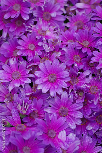 東京ミッドタウンに咲くサイネリア