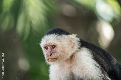 Fototapeta Naklejka Na Ścianę i Meble -  Beautiful white face monkey in Costa Rica jungle nature arrea