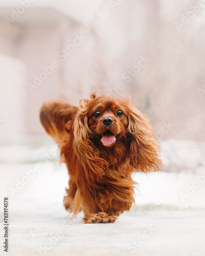 portrait of a dog of the Cavalier King Charles Spaniel breed