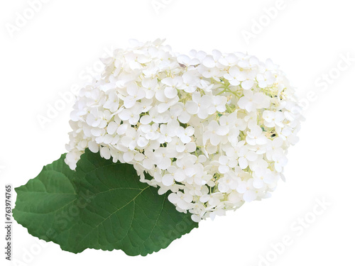白い紫陽花の花