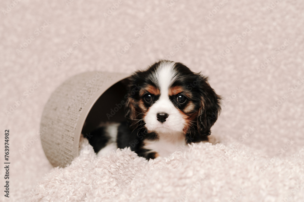 cute puppies dogs of the breed Cavalier King Charles Spaniel