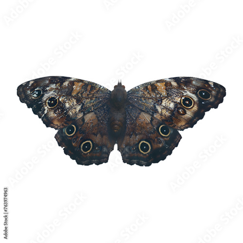  A delicate butterfly with intricate patterns perched gracefully on transparent background