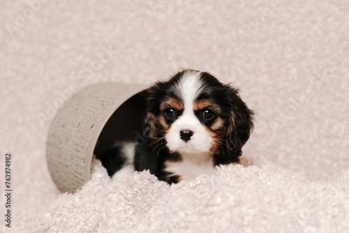 cute puppies dogs of the breed Cavalier King Charles Spaniel © Maria